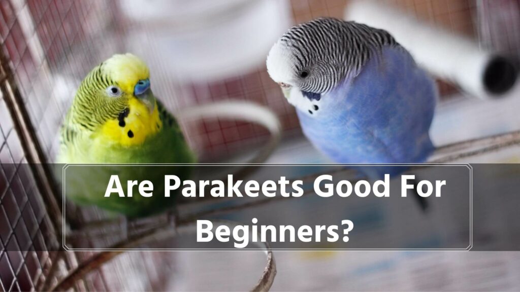 are parakeets good for beginners