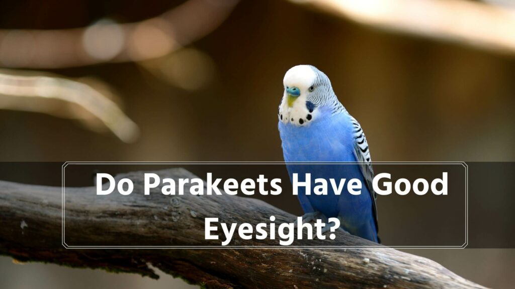 do parakeets have good eyesight