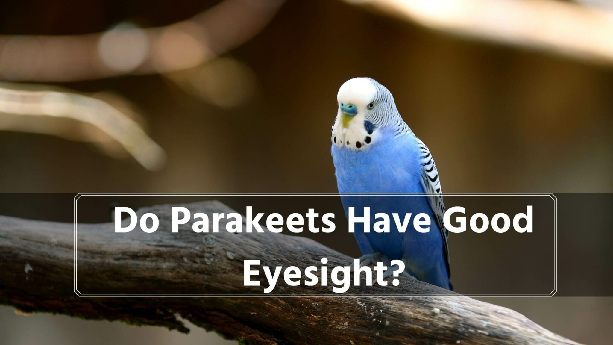 Do Parakeets Have Good Eyesight? (All About Their Eyesight) Birds News
