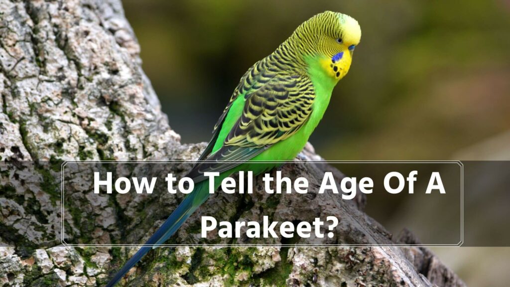 how to tell the age of a parakeet