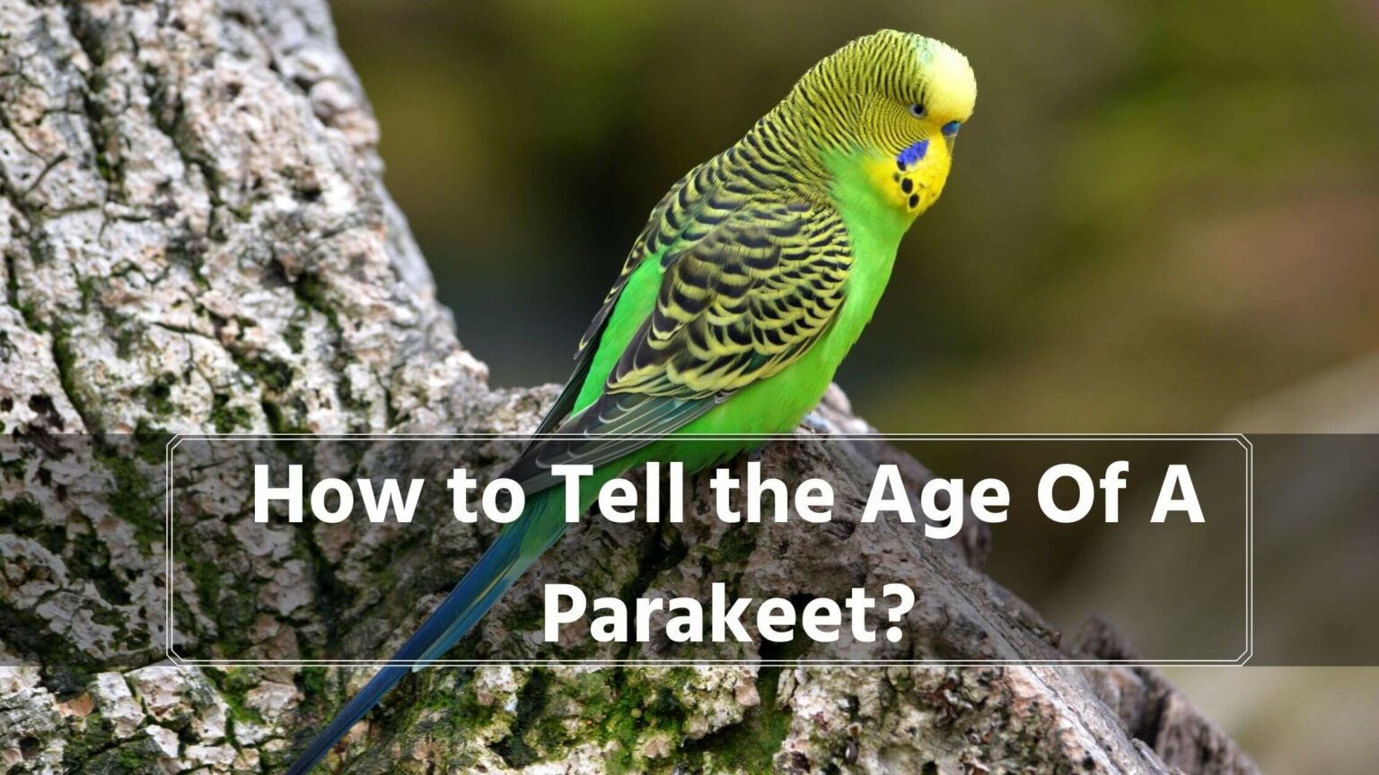 Sitemapcdatahttpsomobeldreferenzcomhow Can You Tell A Parakeets Age