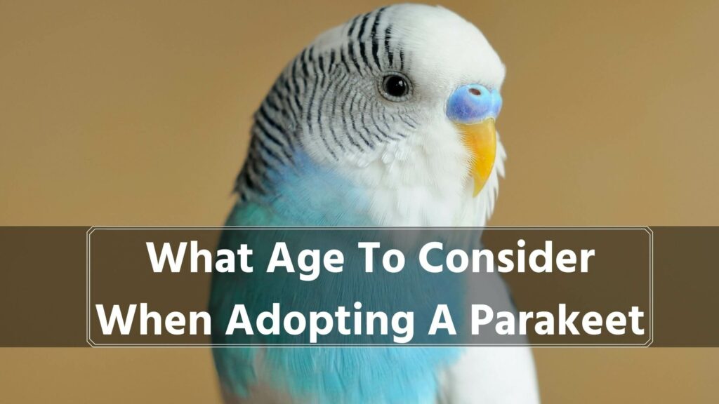 what age to consider when adopting a parakeet
