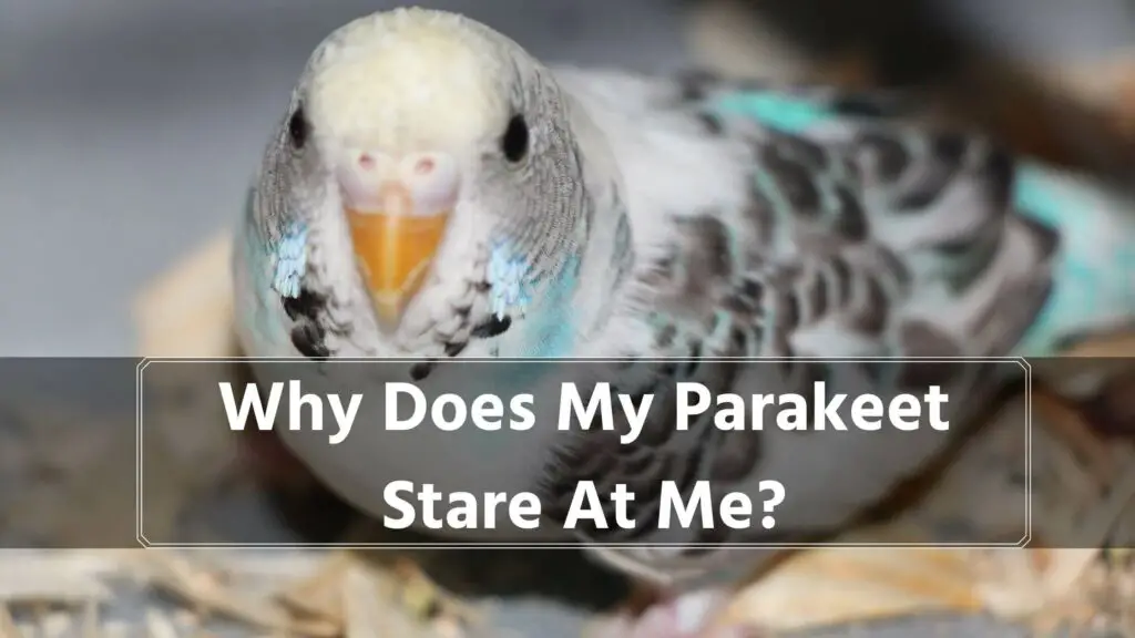 why does my parakeet stare at me