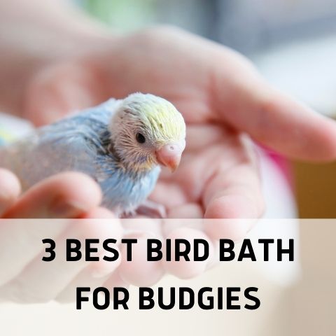 3 best bird bath for budgies
