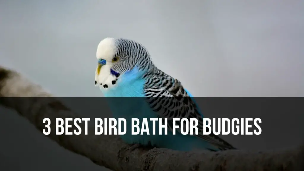 3 Best Bird Bath For Budgies