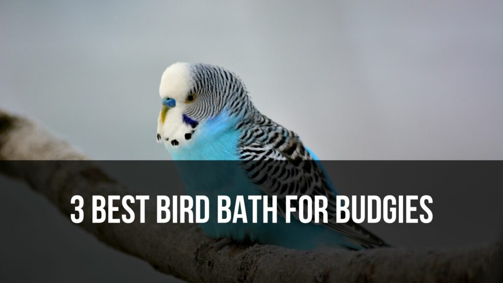 3 Best Bird Bath For Budgies