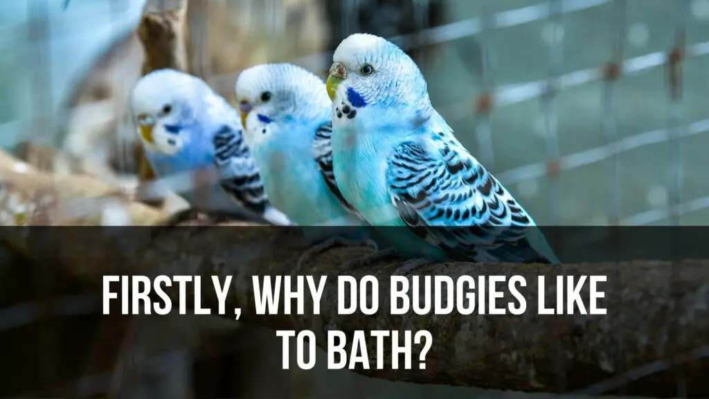 Firstly, Why Do Budgies Like To Bath?