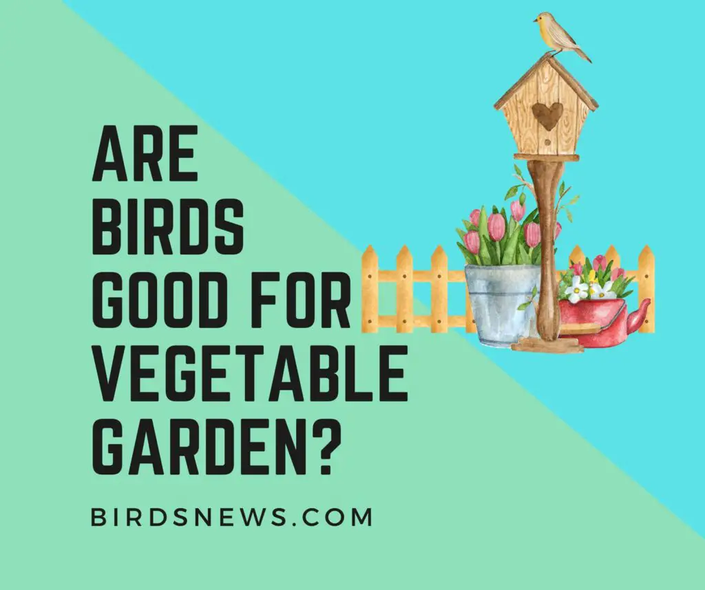 Are Birds Good For Your Vegetable Garden? (101 Guide)