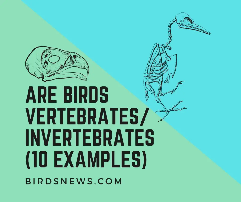 Are Birds Invertebrates Or Vertebrates