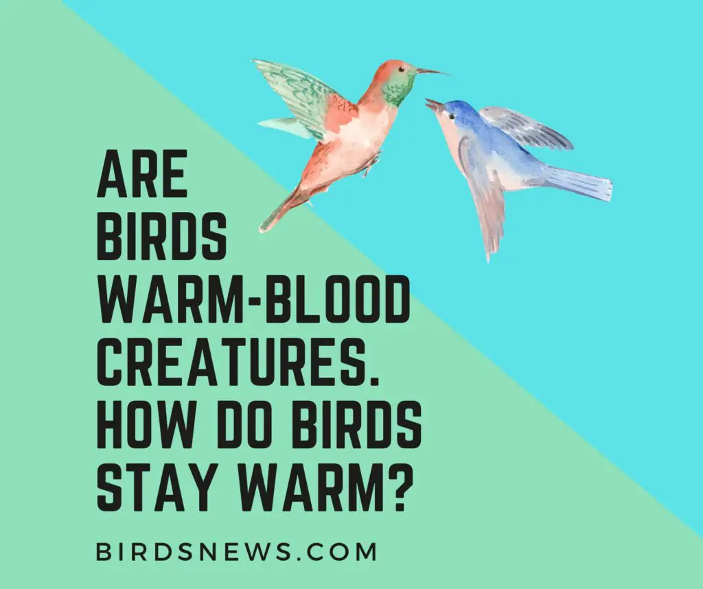 How do Birds Stay Warm