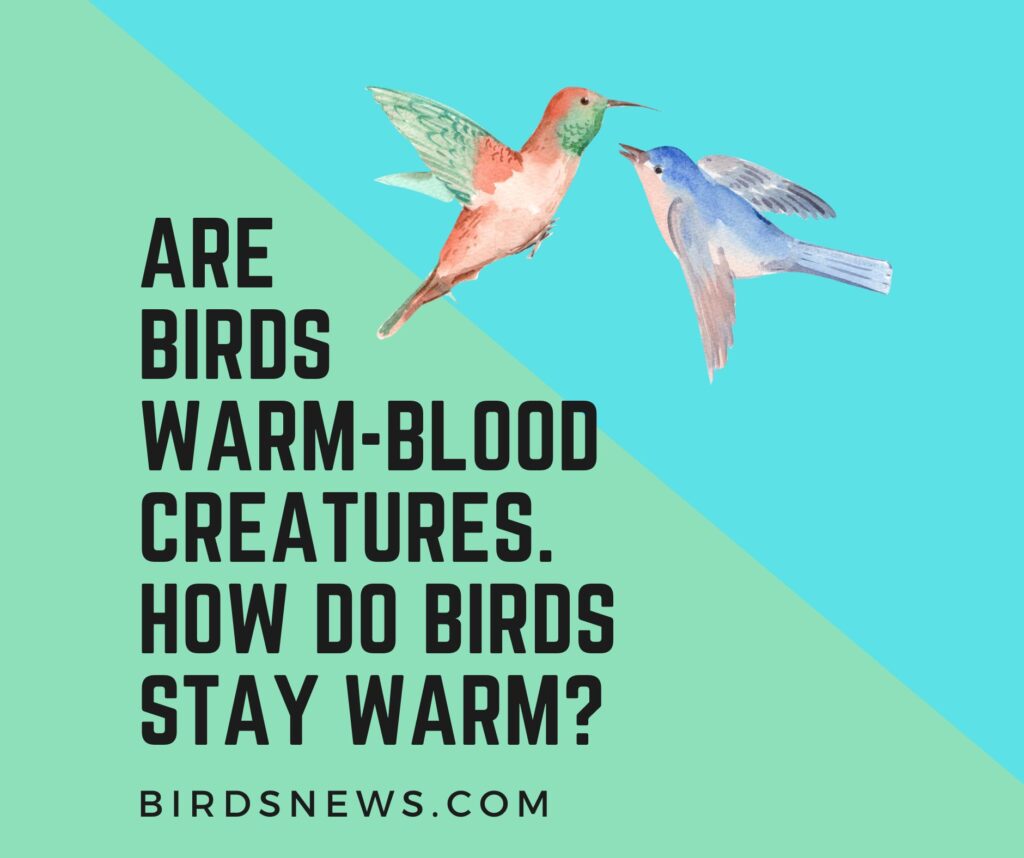 How do Birds Stay Warm