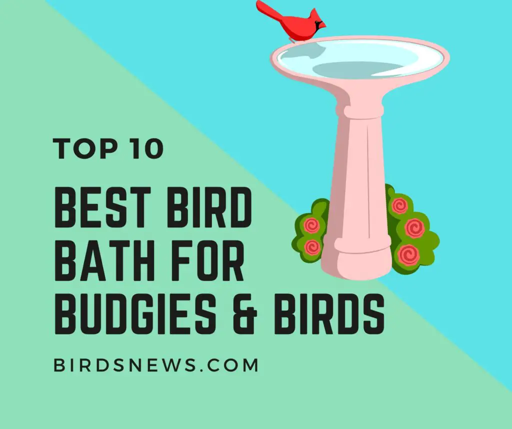 Best Bird Bath For Budgies