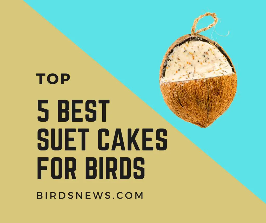 Best Suet Cakes for Birds
