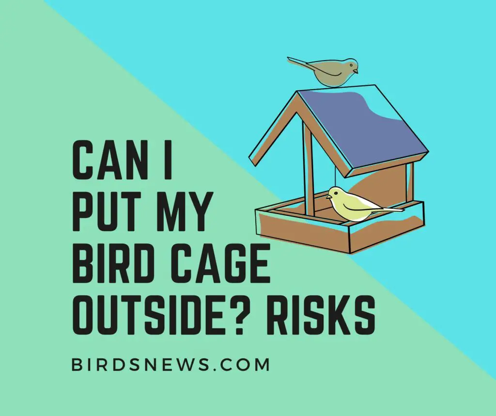 Can I Put My Bird Cage Outside