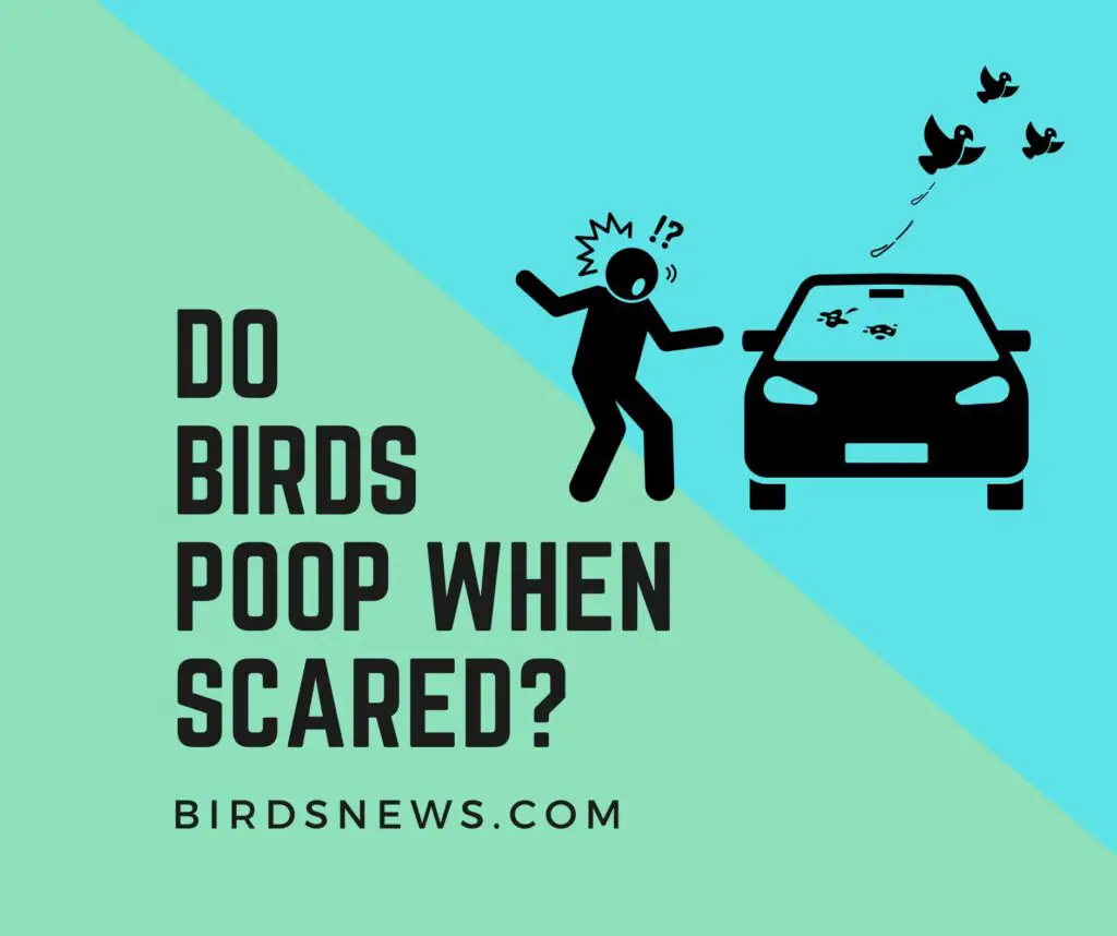 Do Birds Poop When Scared? Are Birds Scared of Humans?