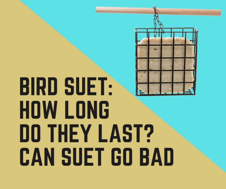 How Long Does Bird Suet Last? Can Suet Go Bad?