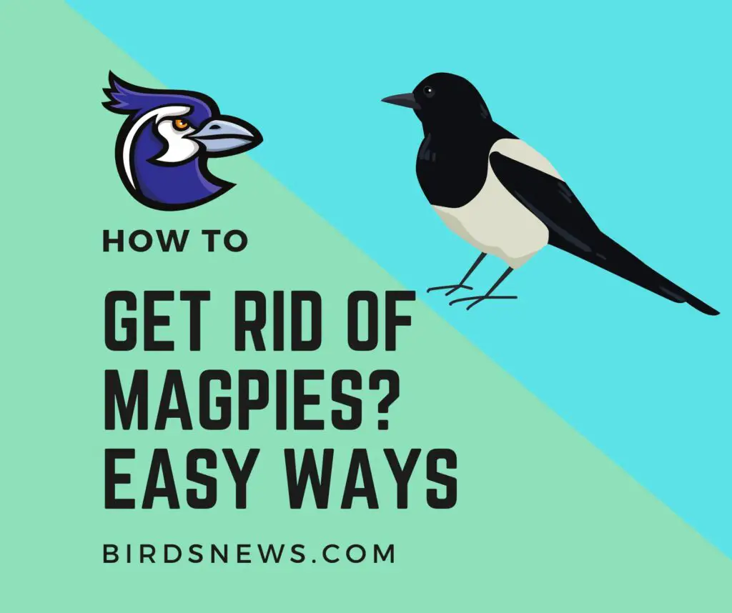 How To Get Rid of Magpies