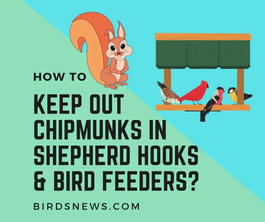 How To Keep Chipmunks Out Of Shepherd Hooks And Bird Feeders