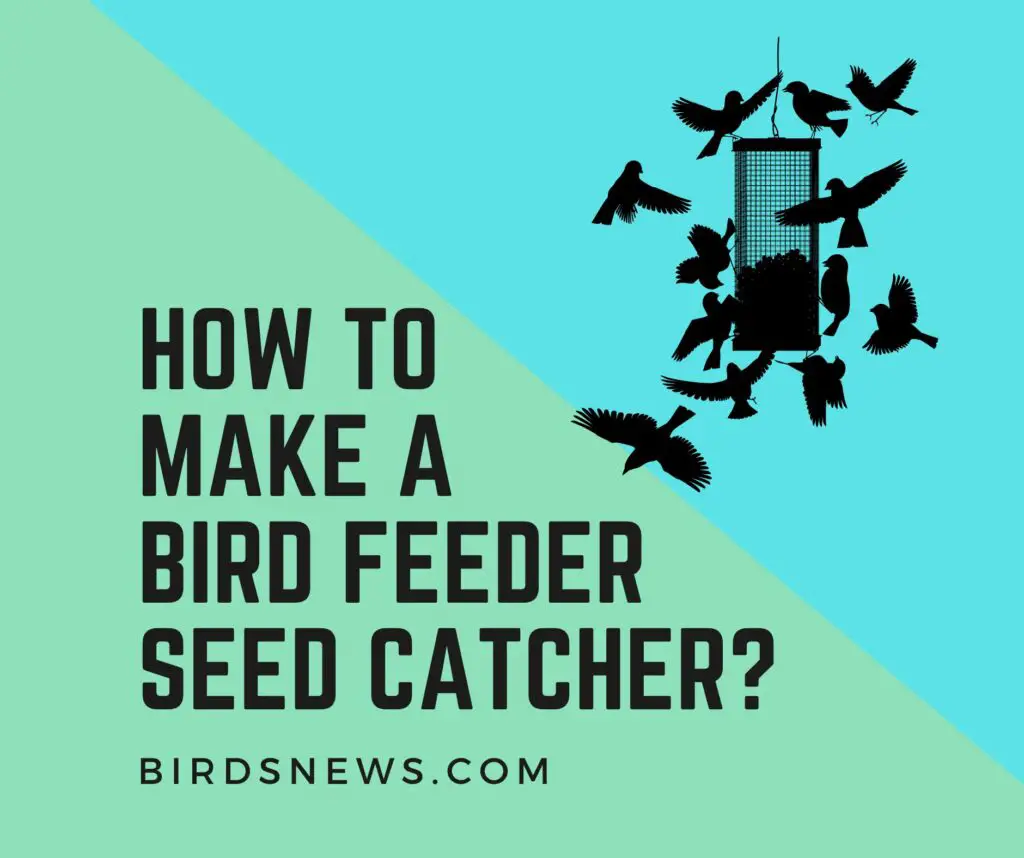 How To Make A Bird Feeder Seed Catcher?