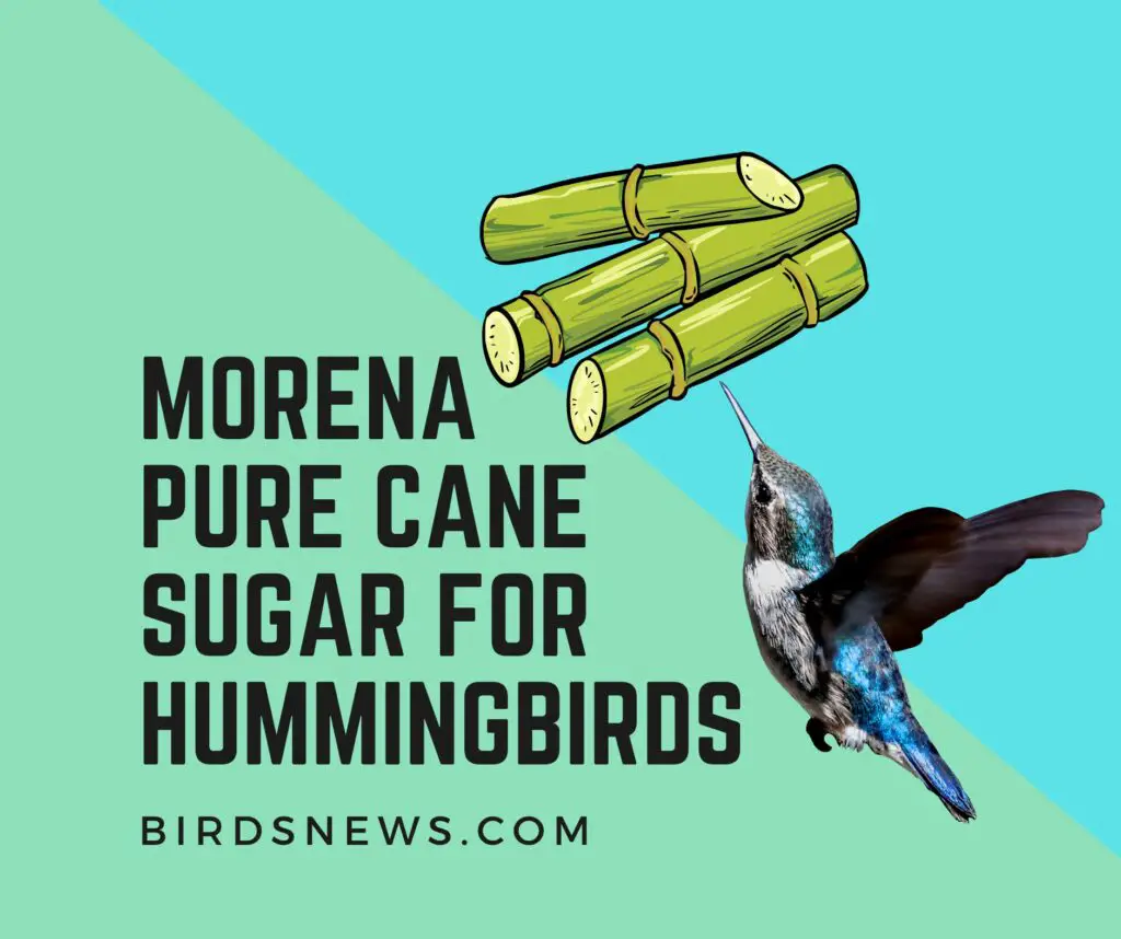 Is Morena pure cane sugar OK for hummingbirds?