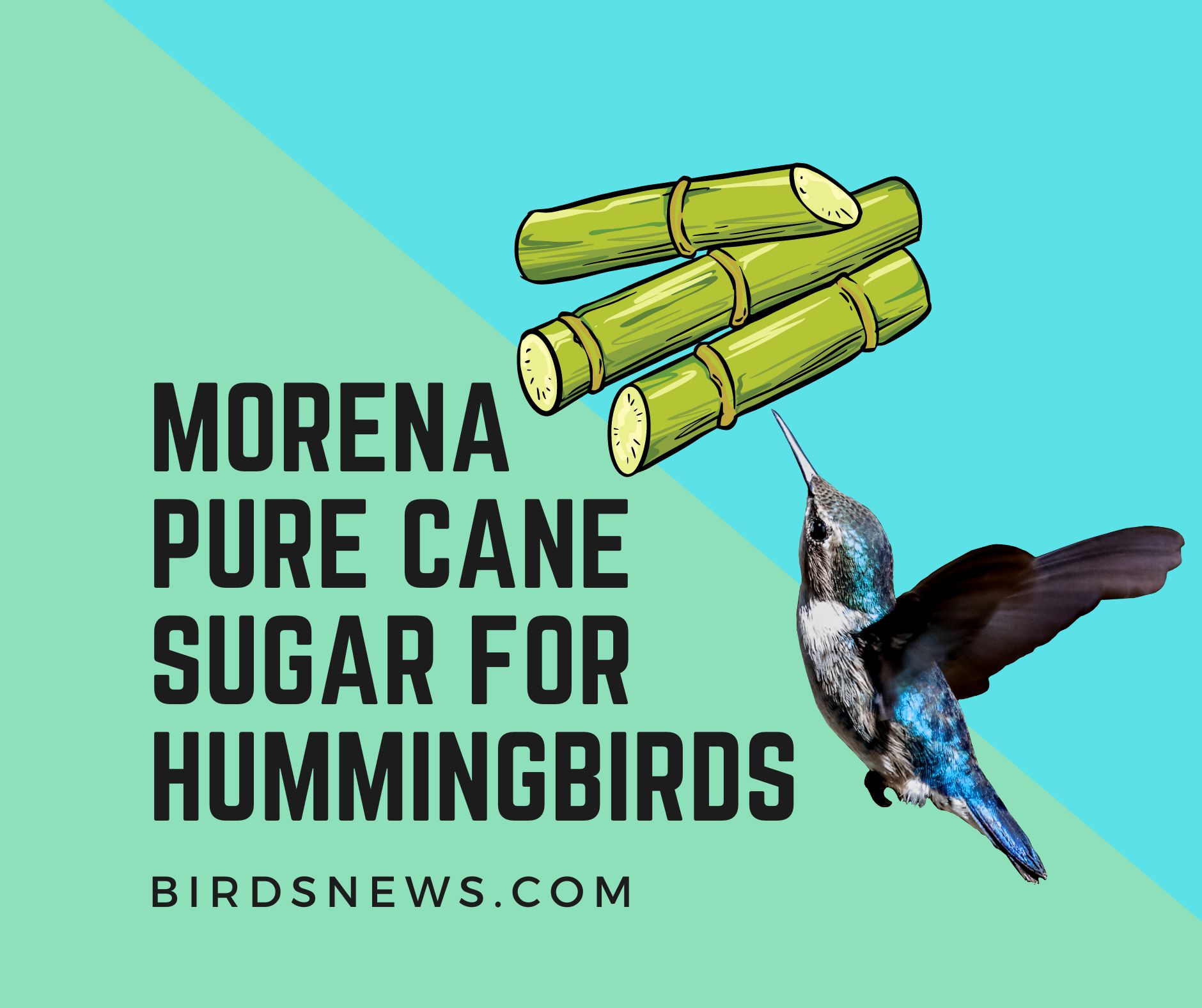 morena-pure-cane-sugar-for-hummingbirds-all-you-need-to-know