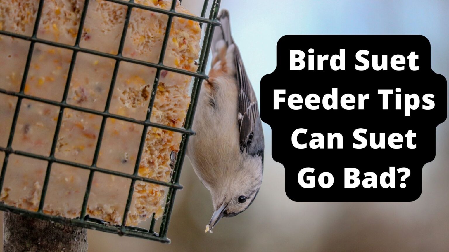 How Long Does Bird Suet Last? Can Suet Go Bad?