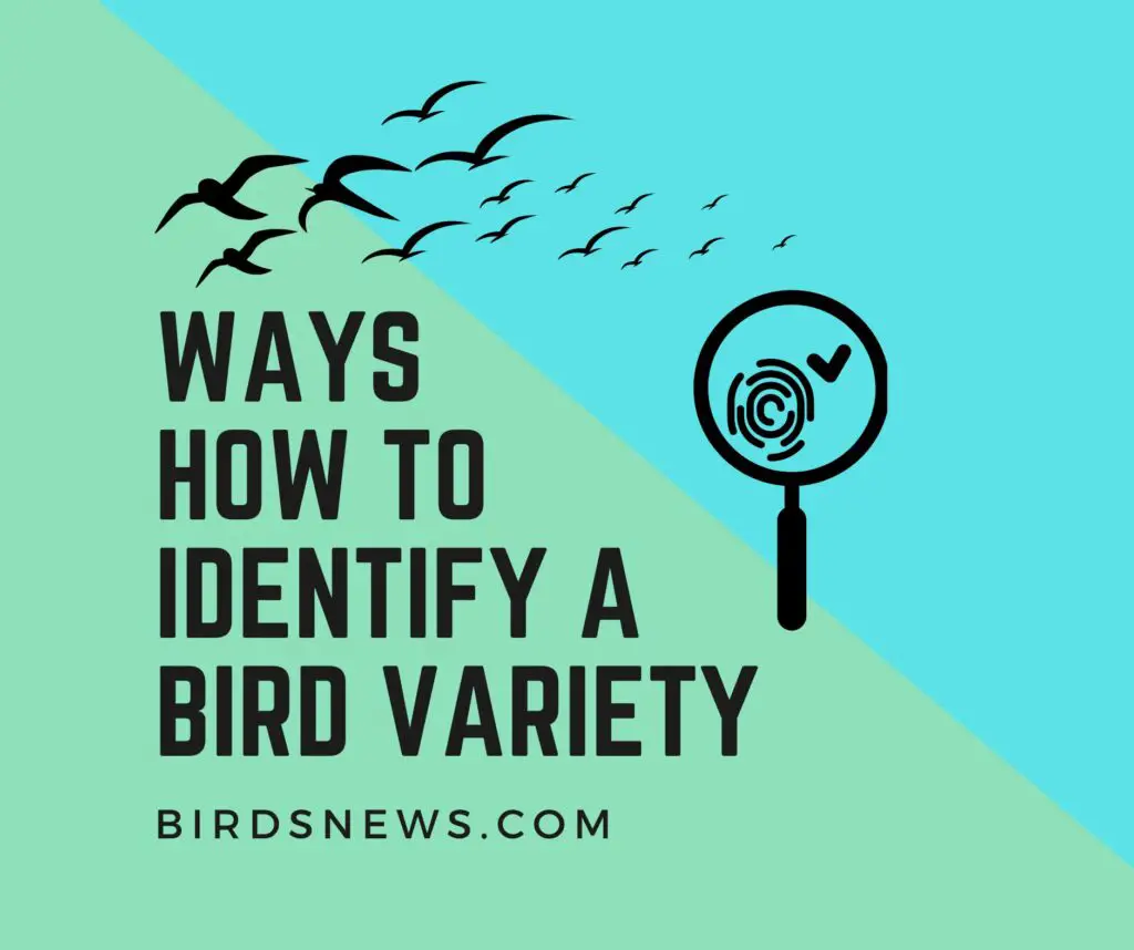 How To Identify A Bird Variety