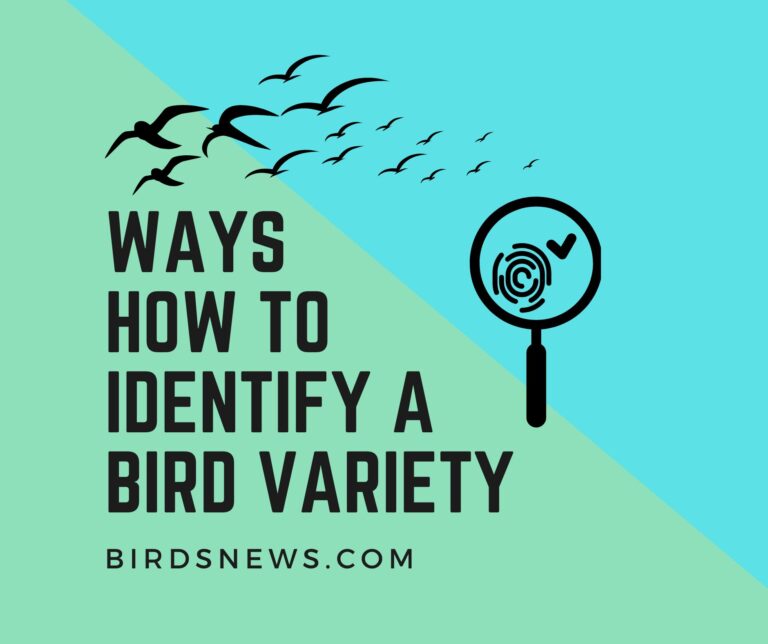 How To Identify A Bird Variety