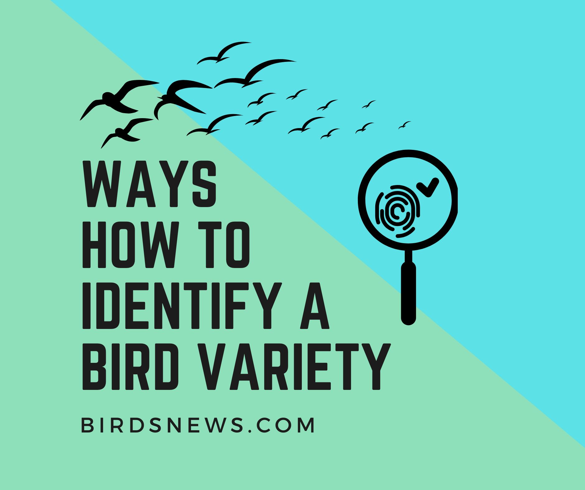 7 Ways How To Identify A Bird Variety? Birds News