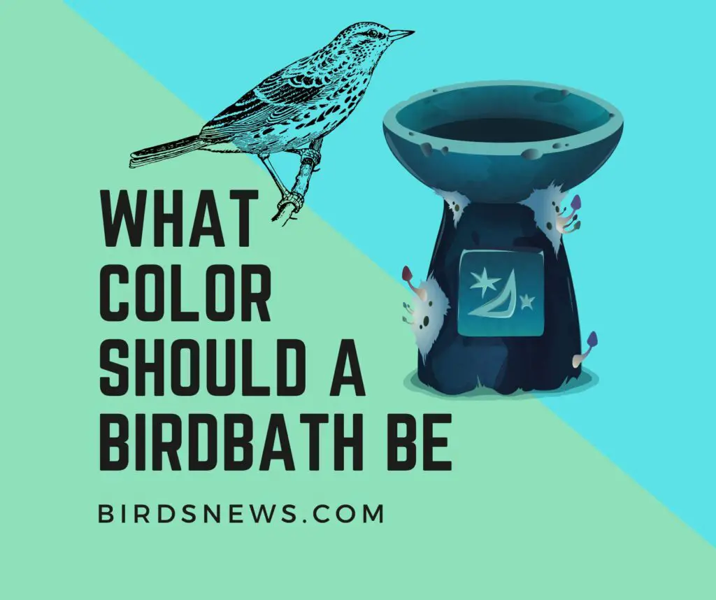 How Deep and What Color Should A Birdbath Be?