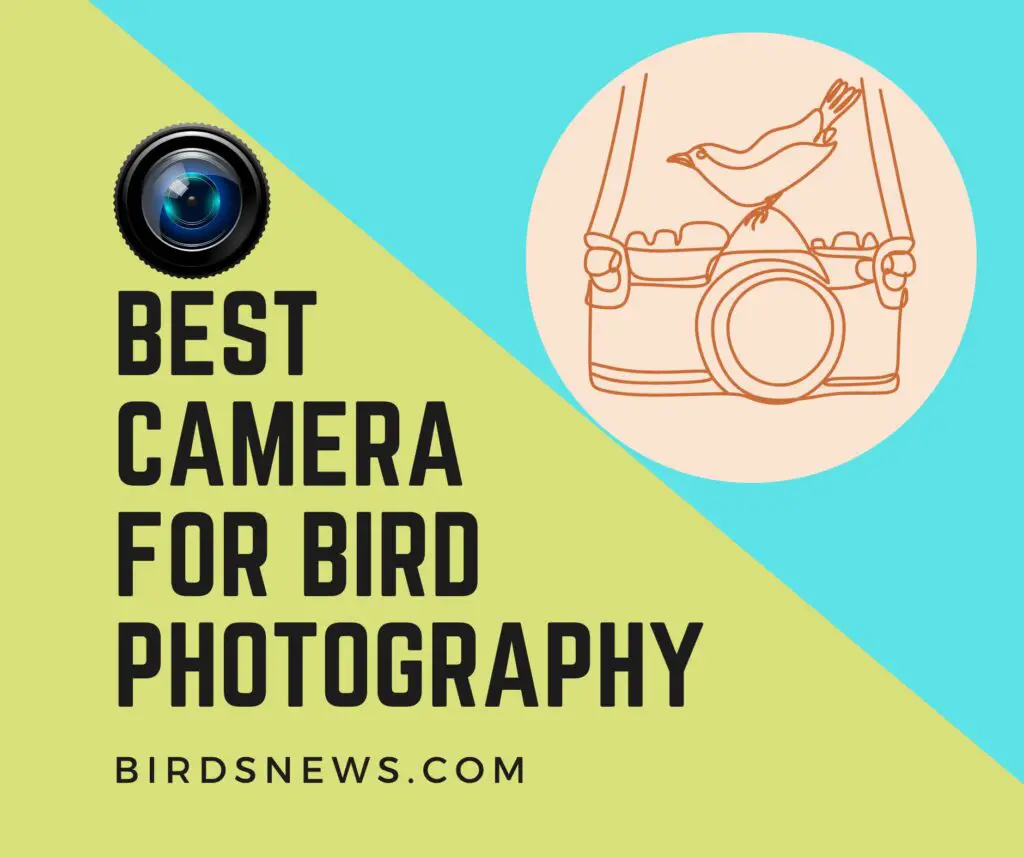 Best Camera For Bird Photography