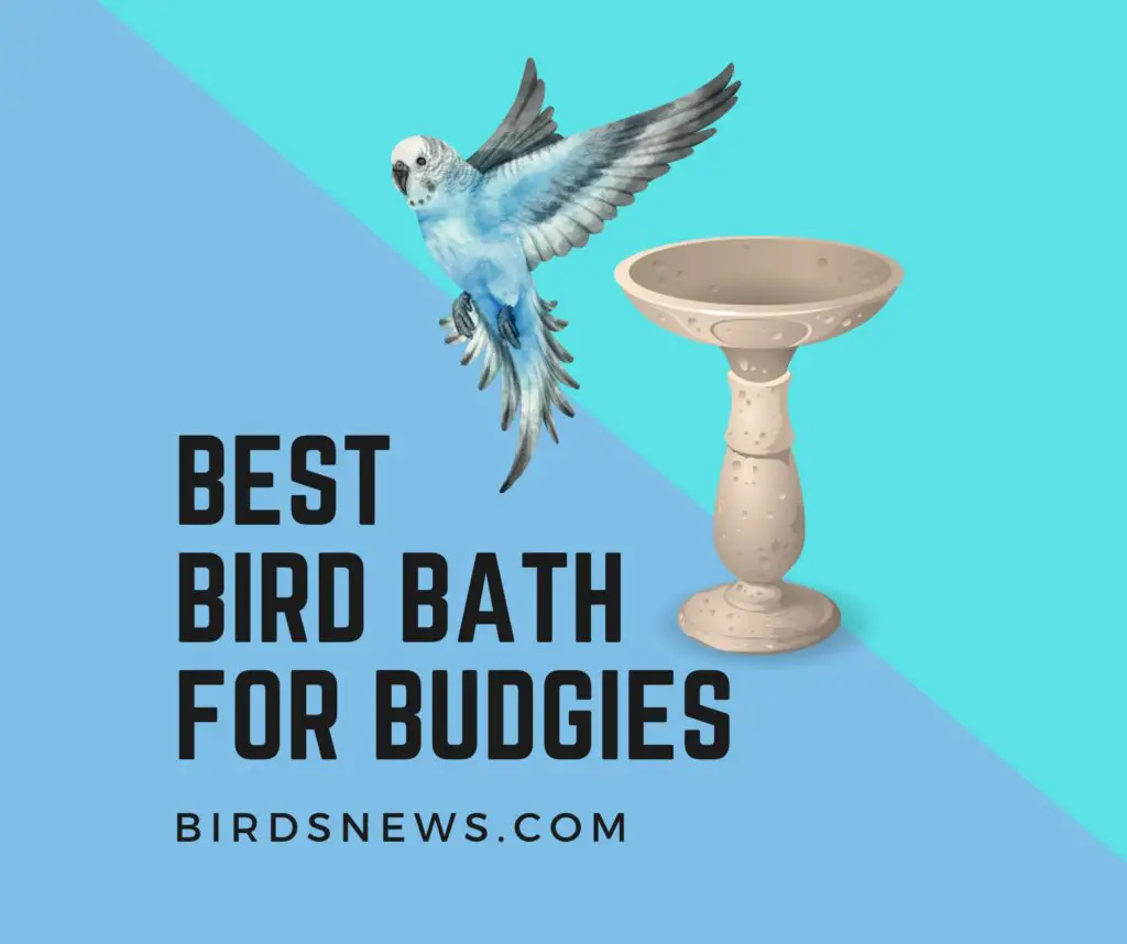 Bird Bath For Budgies