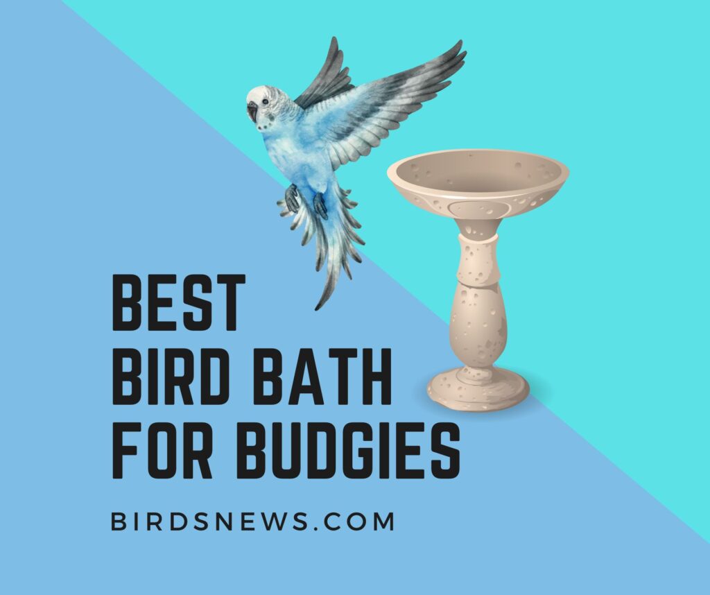 Bird Bath For Budgies