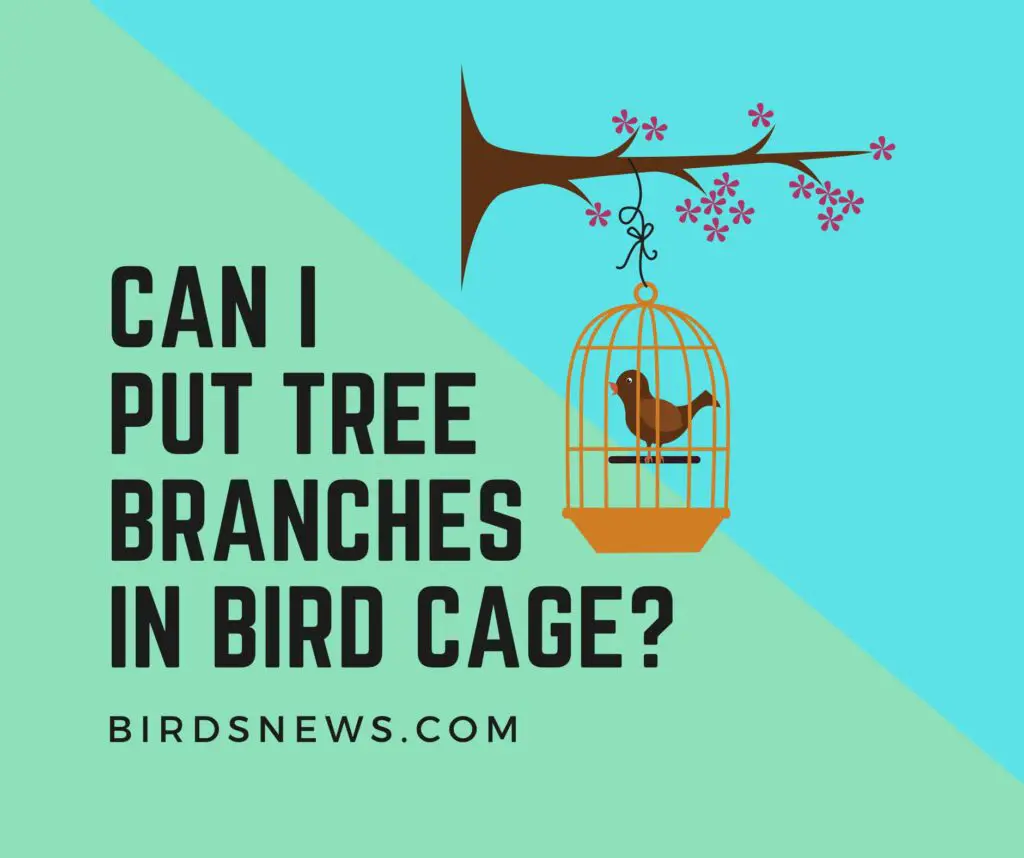 Can I Put Tree Branches in My Bird Cage?