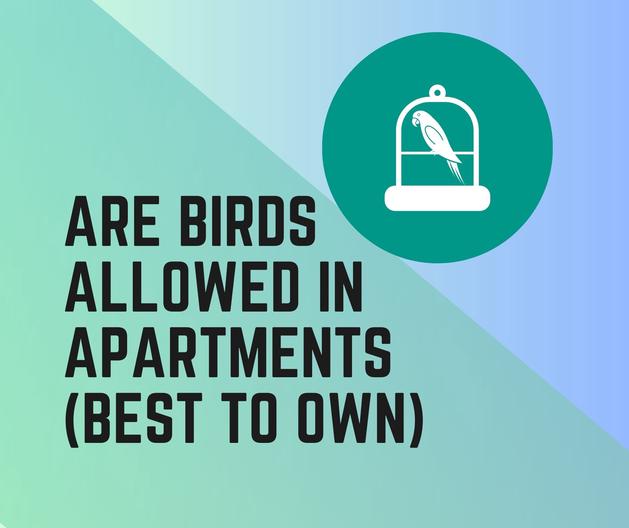 Birds Allowed in Apartments