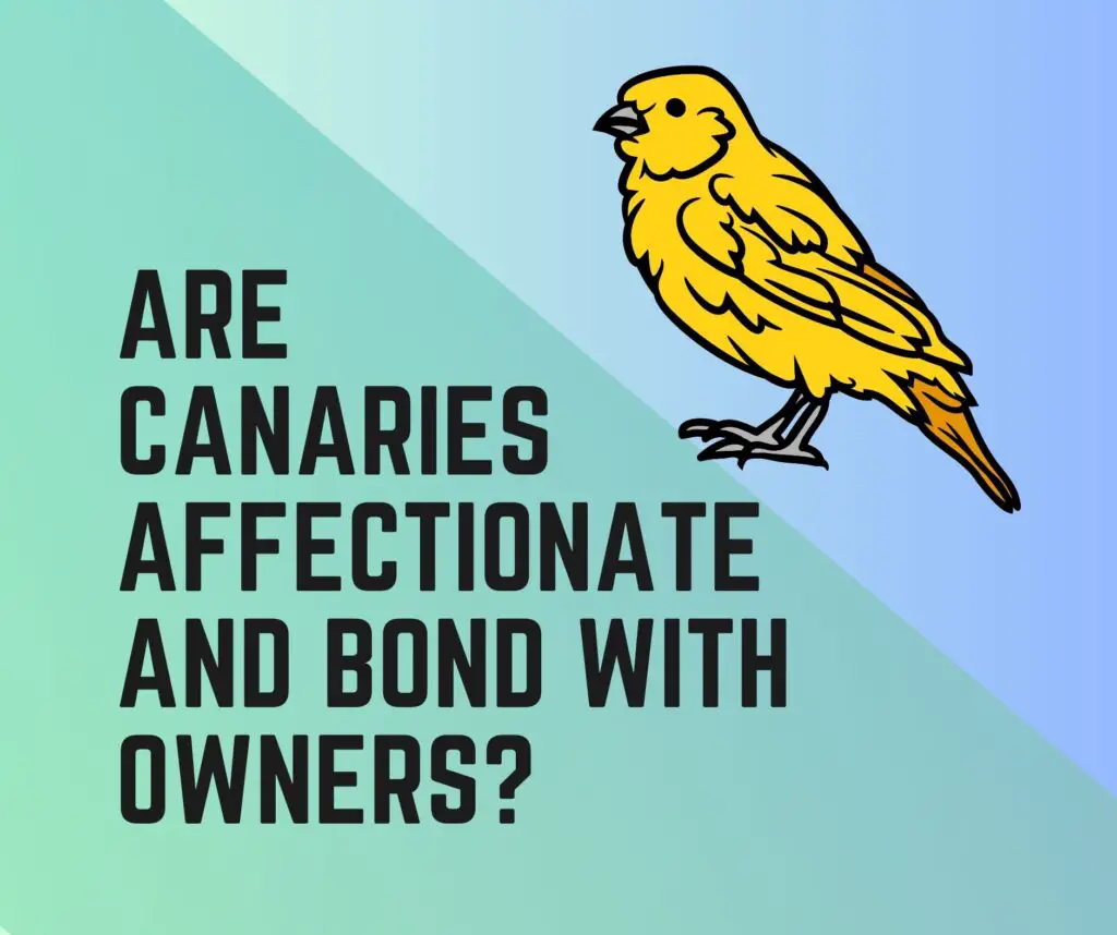 Are Canaries Affectionate? Do the Canaries Bond With Owners?