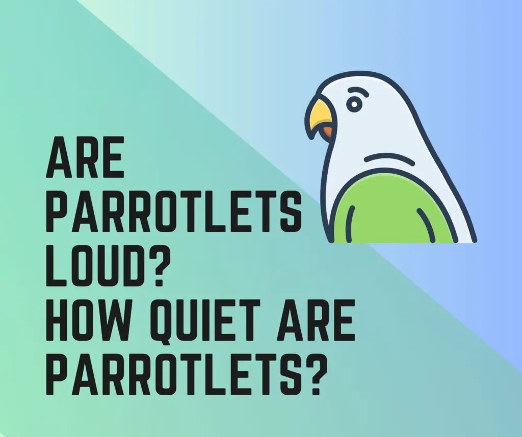 Are Parrotlets Loud? How Quiet Are Parrotlets?