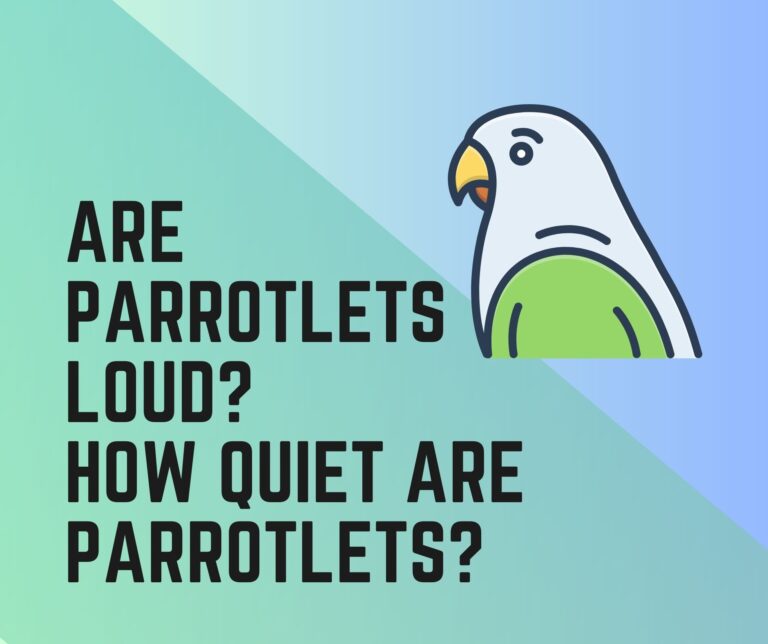 Are Parrotlets Loud? How Quiet Are Parrotlets?