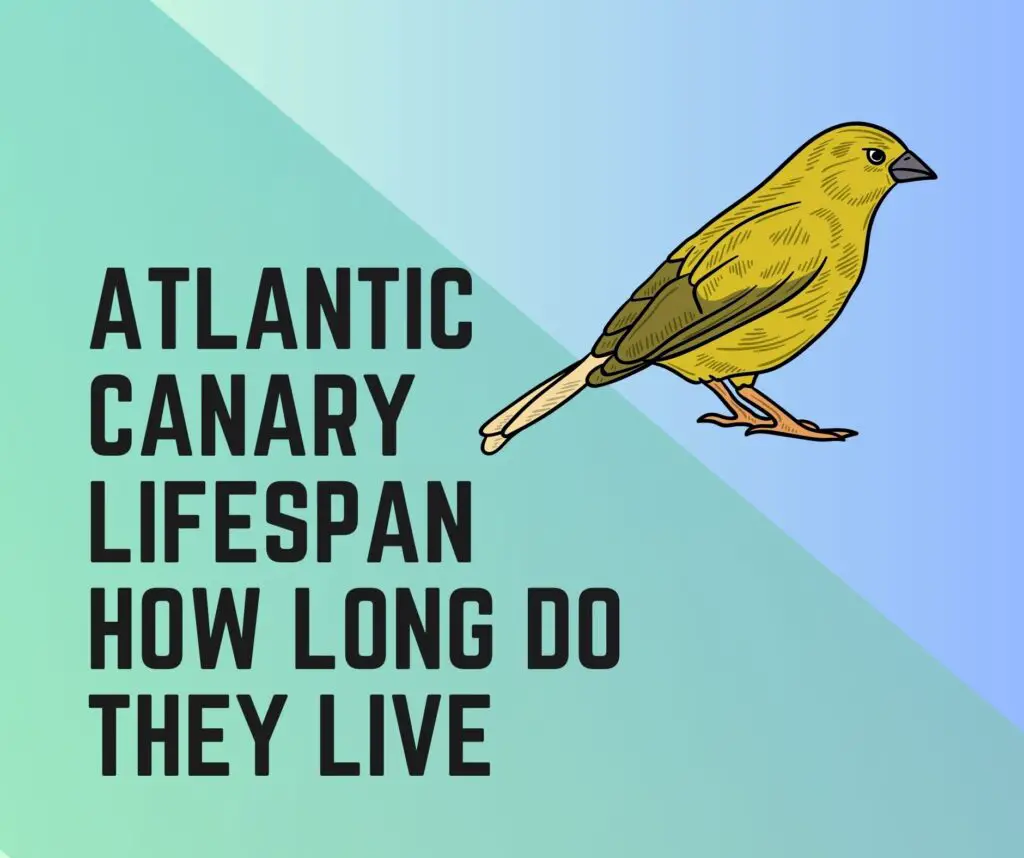 Atlantic Canary's lifespan
