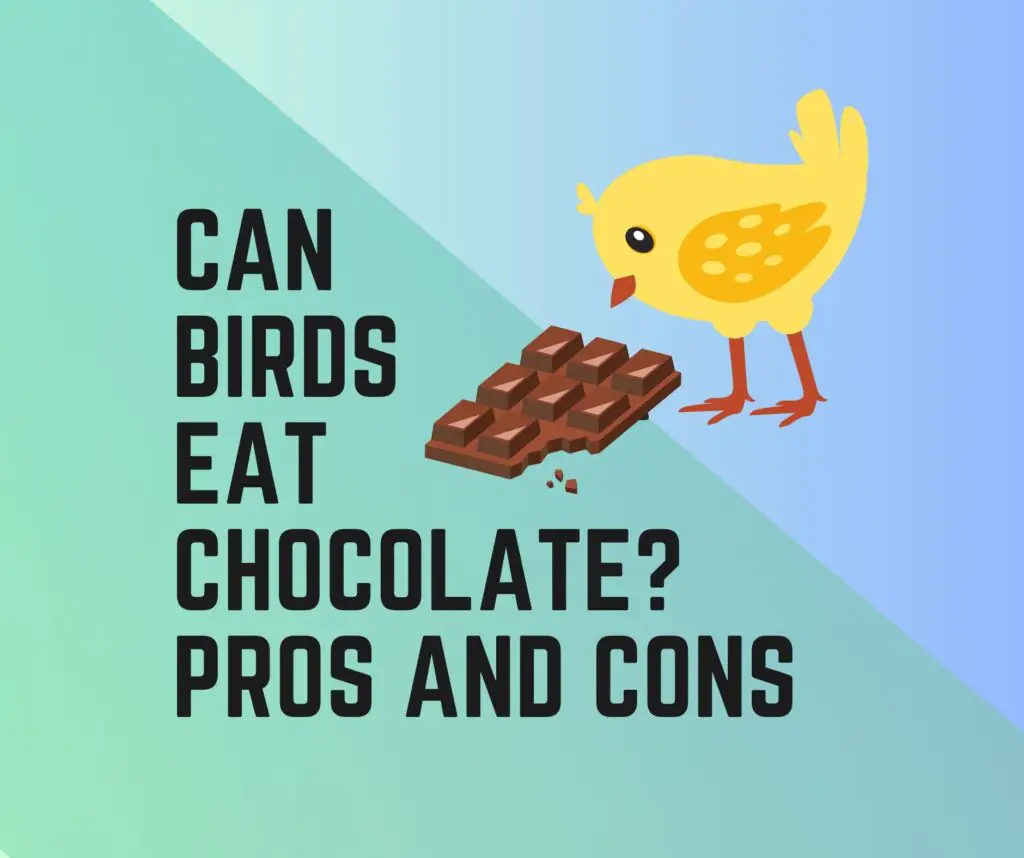 Can Birds Eat Chocolate? Pros And Cons
