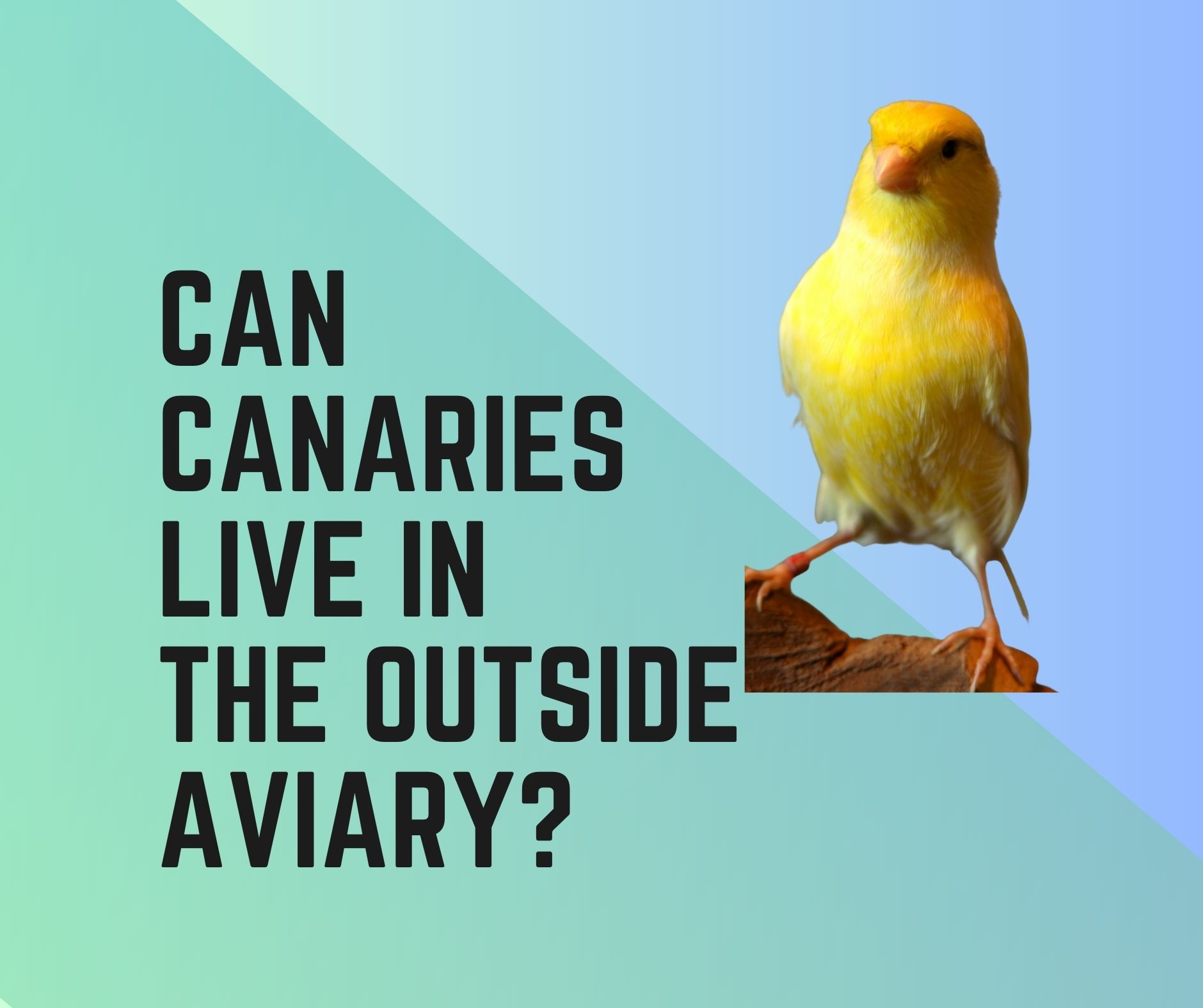 Can Canaries Live In An Outdoor Aviary?