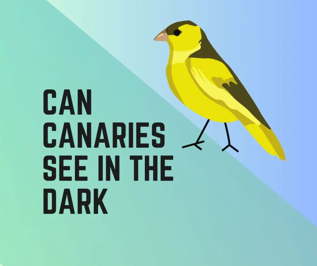 Can Canaries See In The Dark?