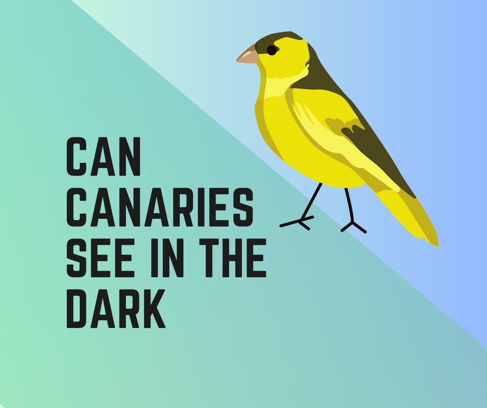 4. Cheerful Canaries In A Field Of Green