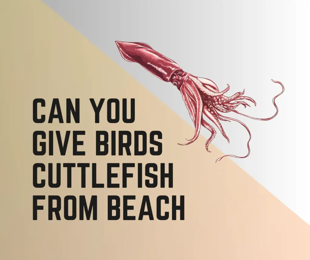Give Birds Cuttlefish From The Beach