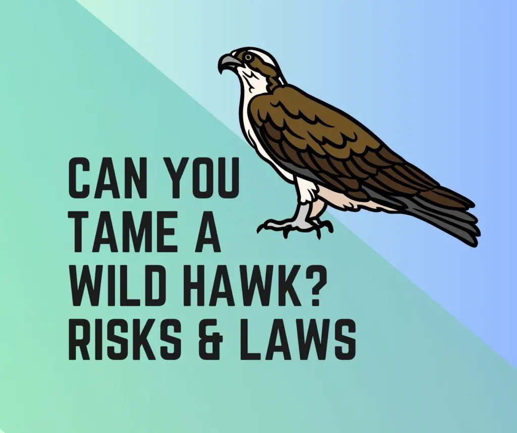 Can You Tame A Wild Hawk? Risks and Laws Involved