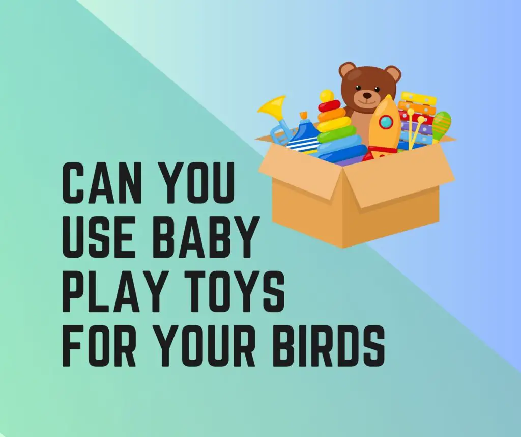 Can You Use Baby Play Toys For Your Birds?