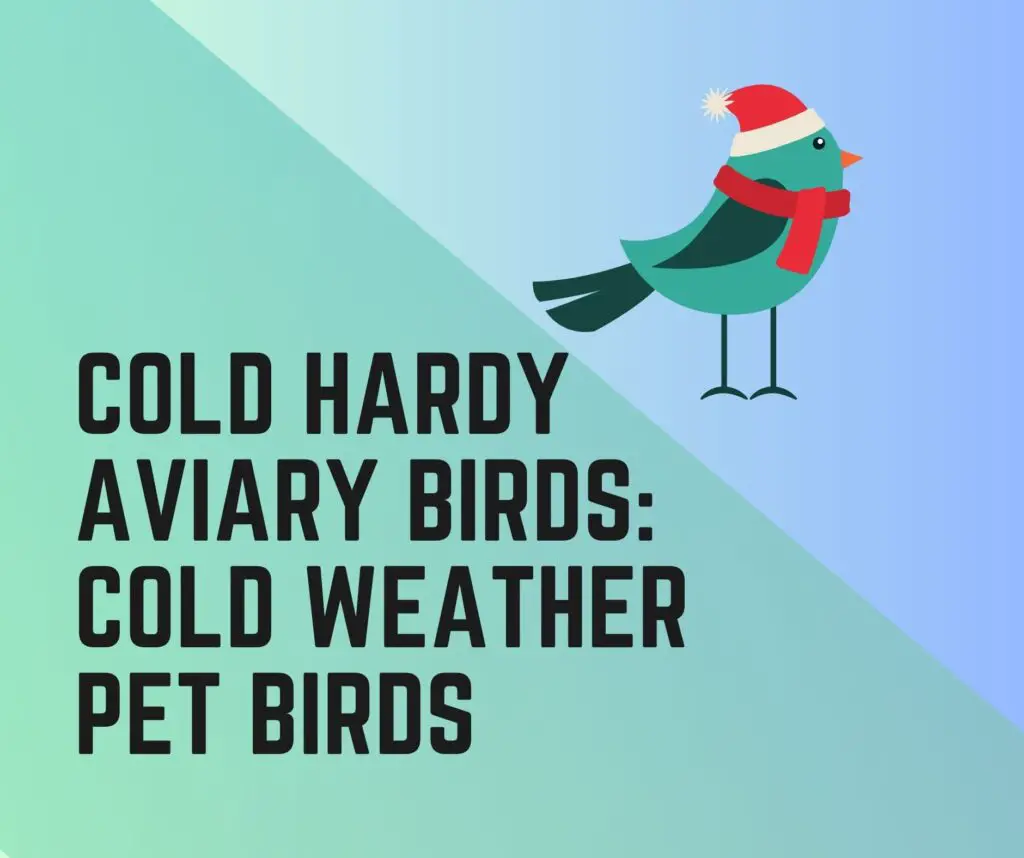 Cold Hardy Aviary Birds: Cold Weather Pet Birds