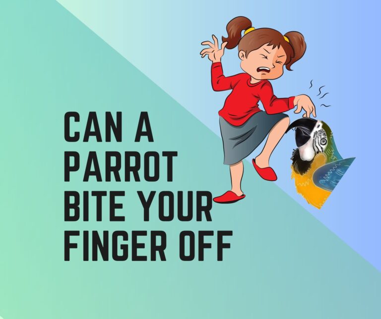 Could A Parrot Bite Your Finger Off?