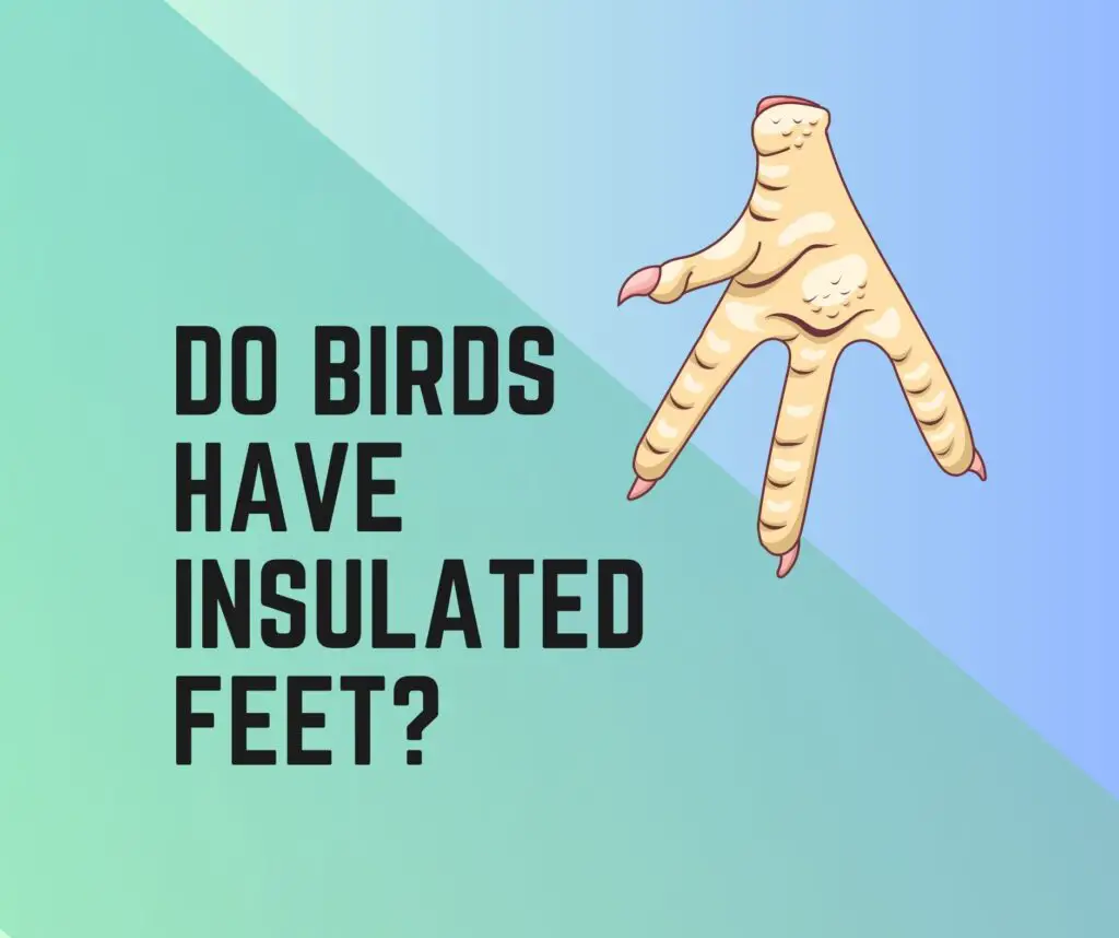 Do Birds Have Insulated Feet