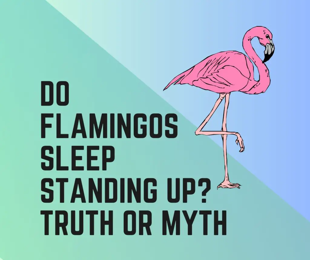Do Flamingos Sleep Standing Up? Truth Or Myth